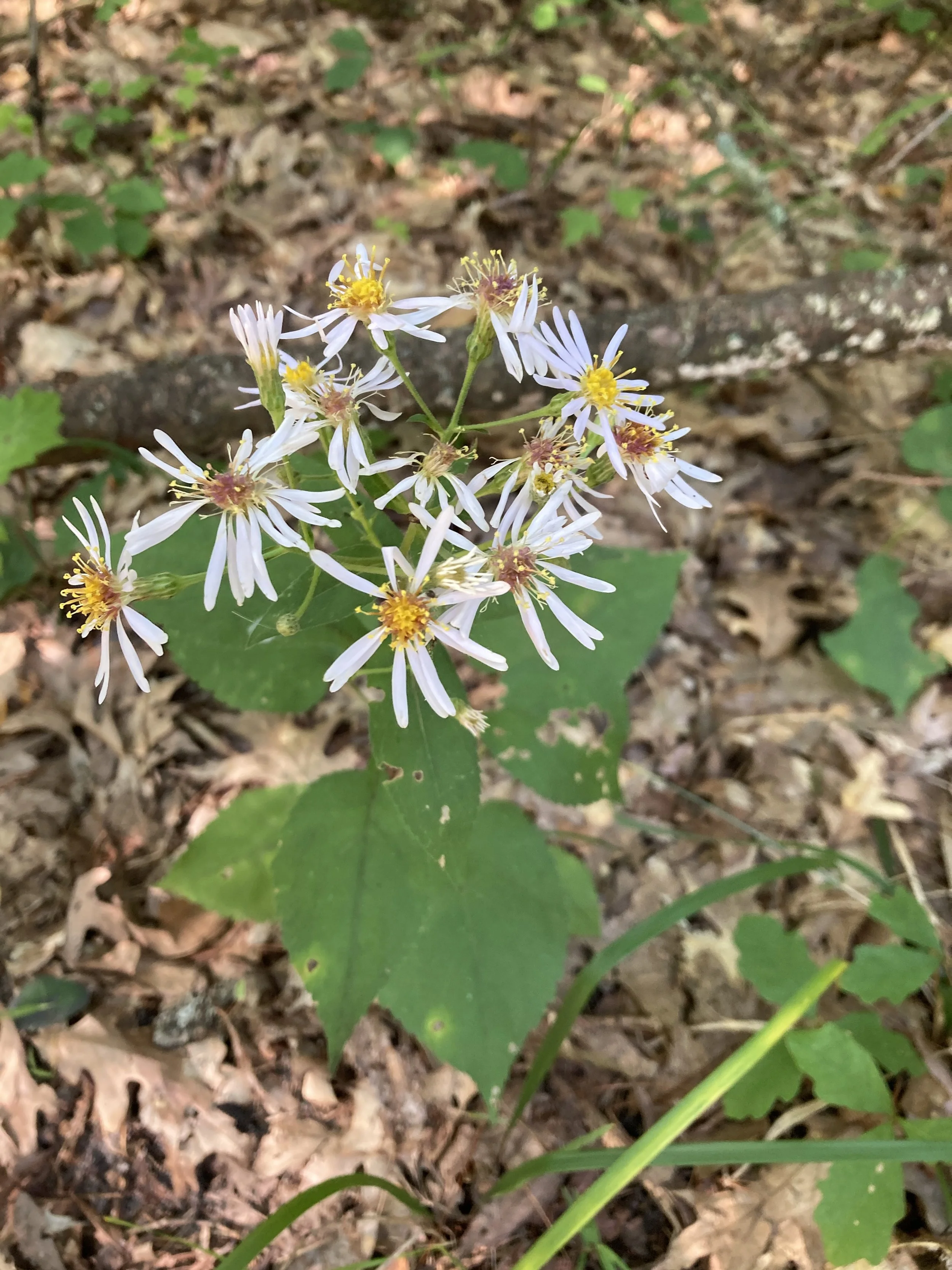 Eurybia_macrophylla.jpg