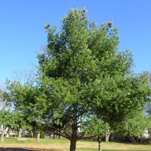White Pine Seedlings