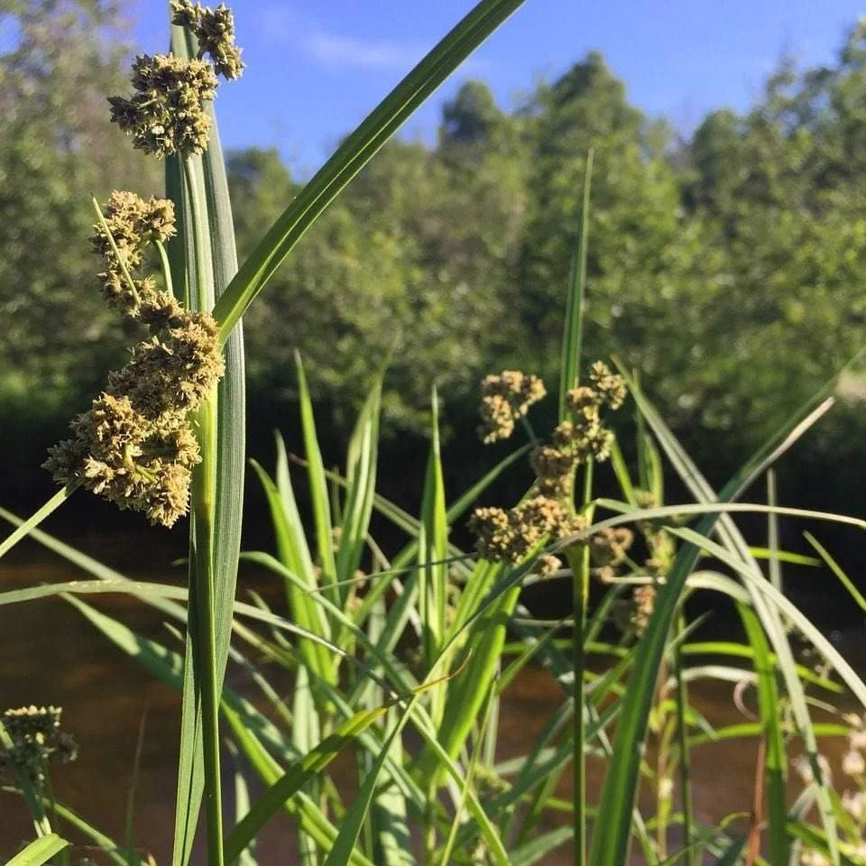 Dark Green Bulrush - Plant
