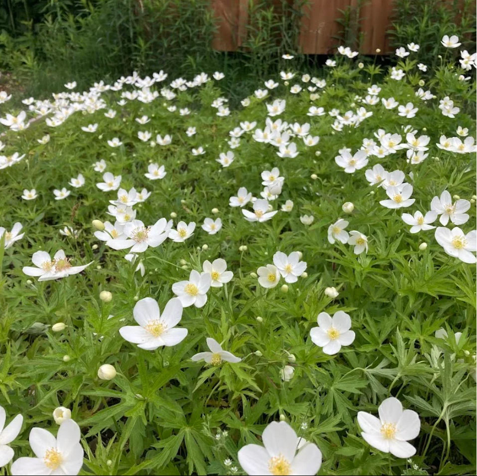 Canada Anemone