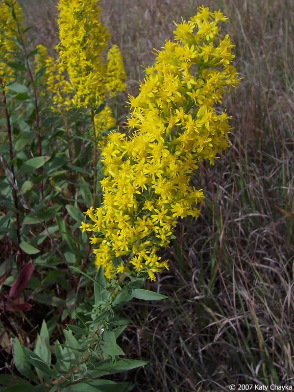 Showy Goldenrod