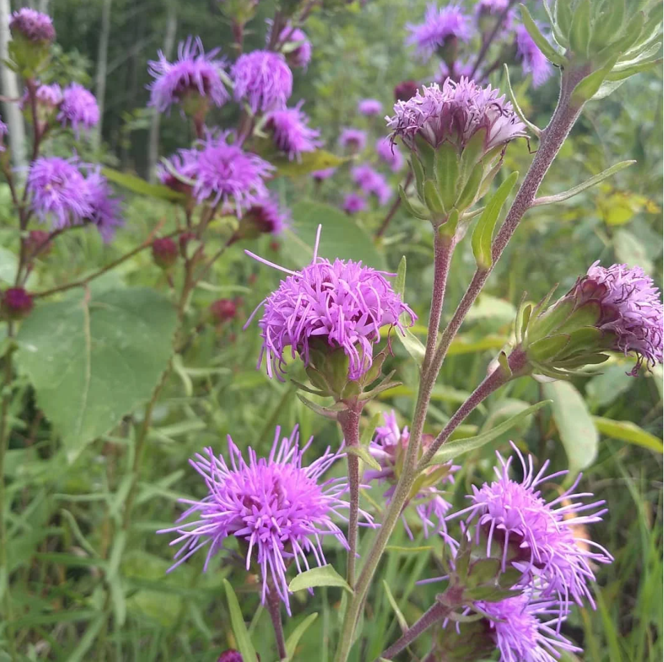 Northern Blazingstar
