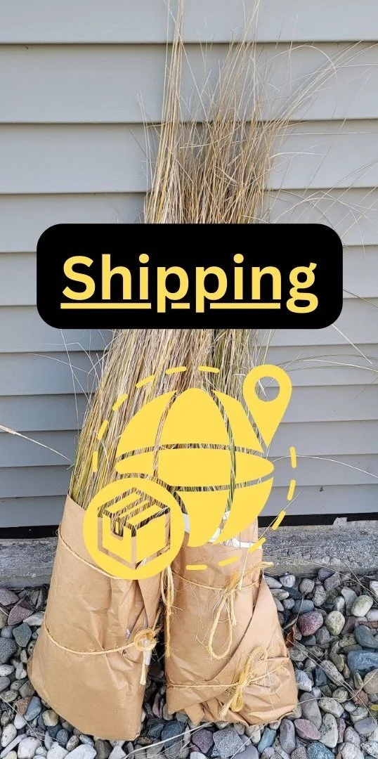 Beachgrass Shipping - IN STATE