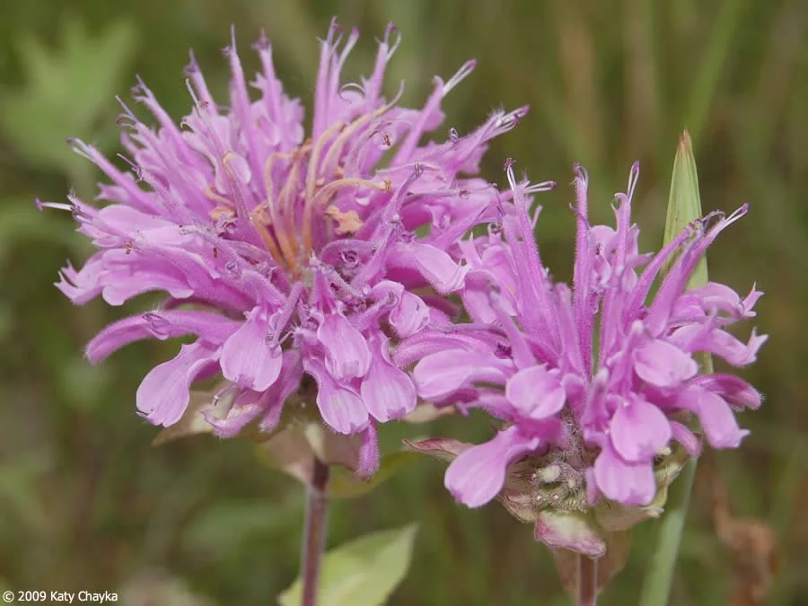 Close Up- Bergamot.jpg