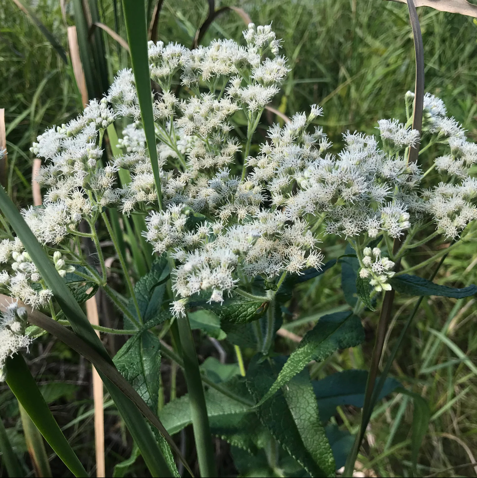 Boneset