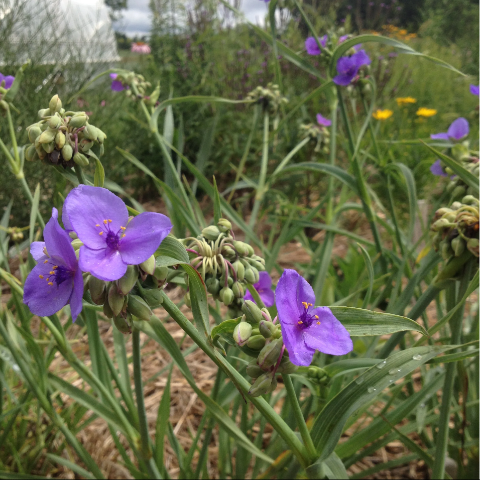 Spiderwort