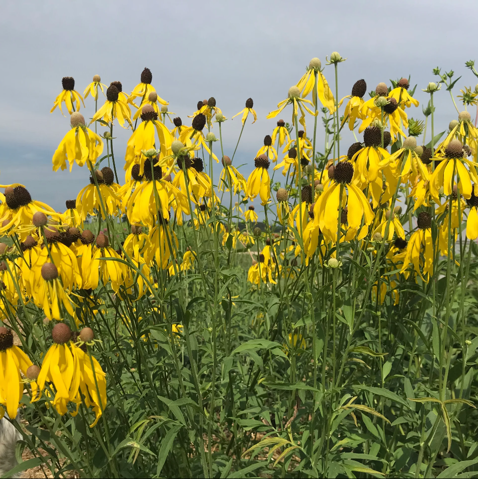 Gray Headed Coneflower