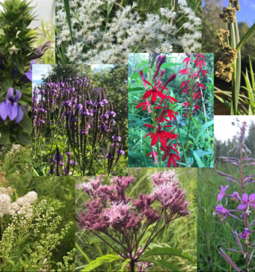 Shoreline Garden Kit
