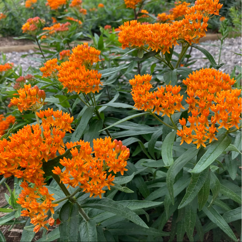 Butterfly Weed