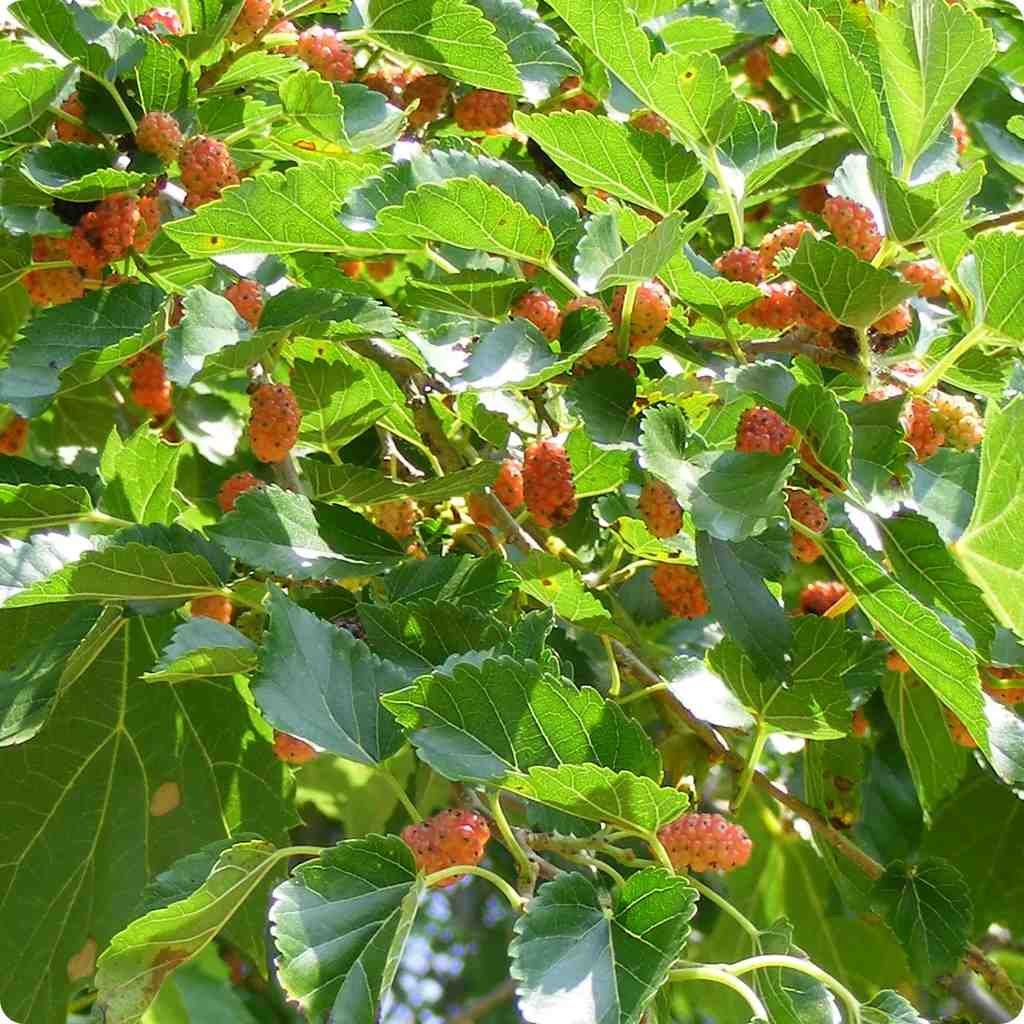 Red Mulberry