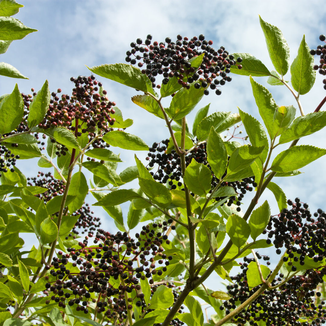 American Elderberry