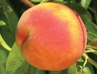 Peach - Flamin' Fury