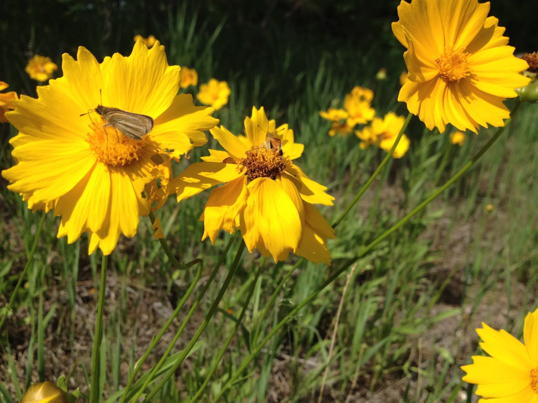 Coreopsis_lanceolata.jpg