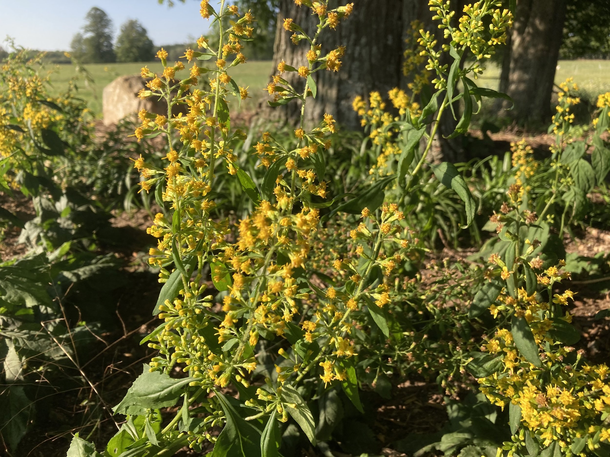 Zig-Zag Goldenrod