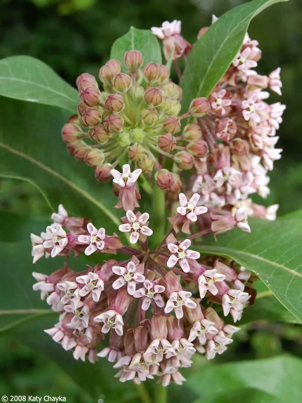 Common Milkweed
