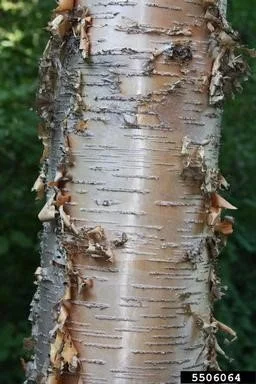 Yellow Birch