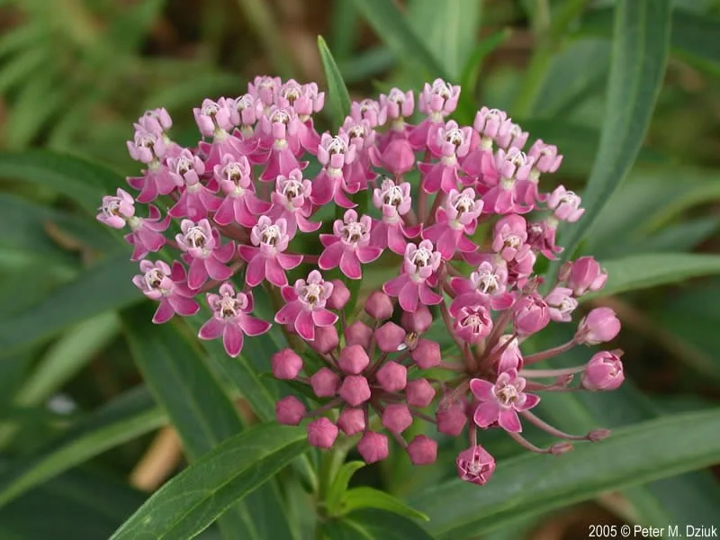 Swamp Milkweed