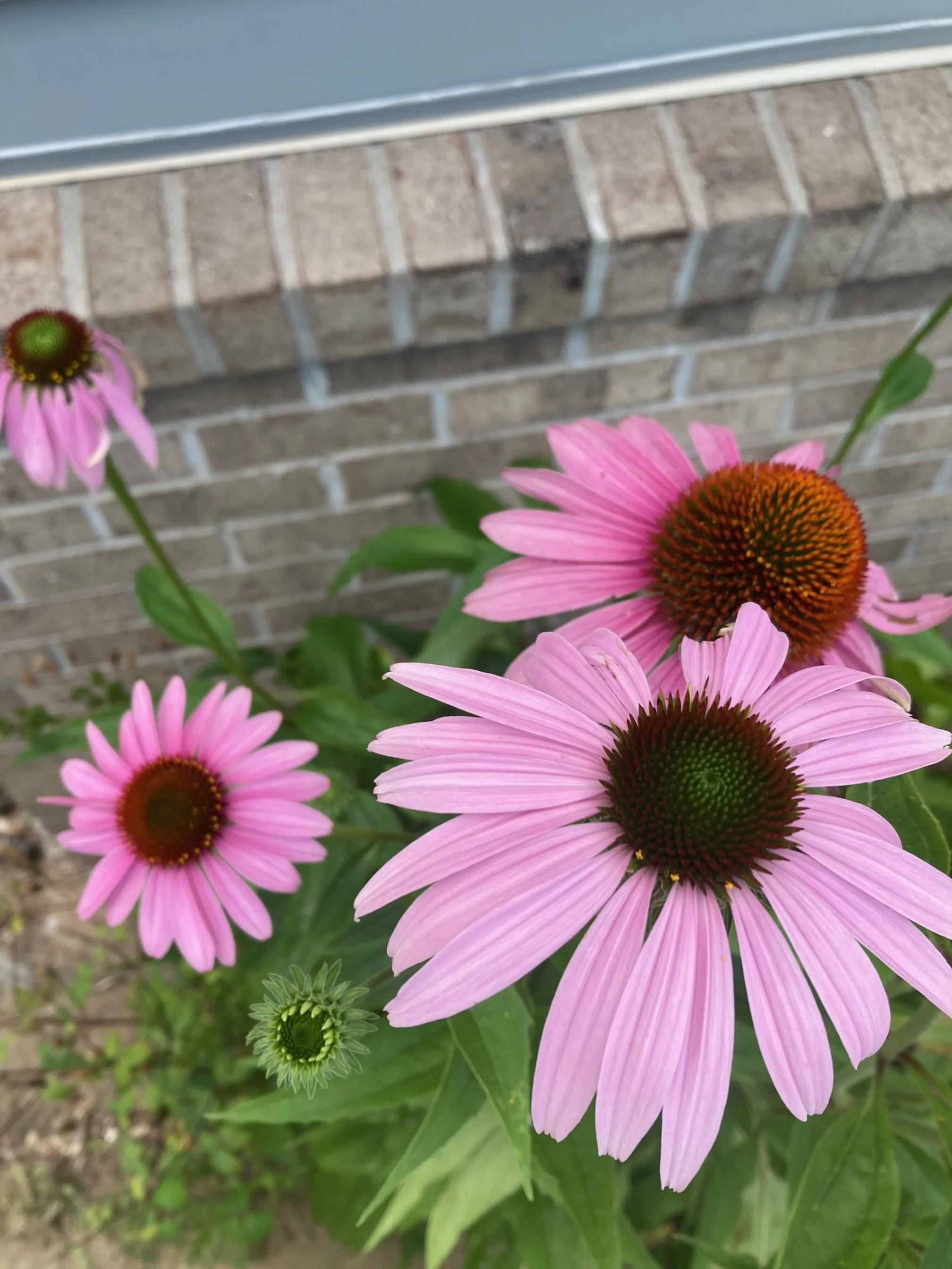 Purple Coneflower