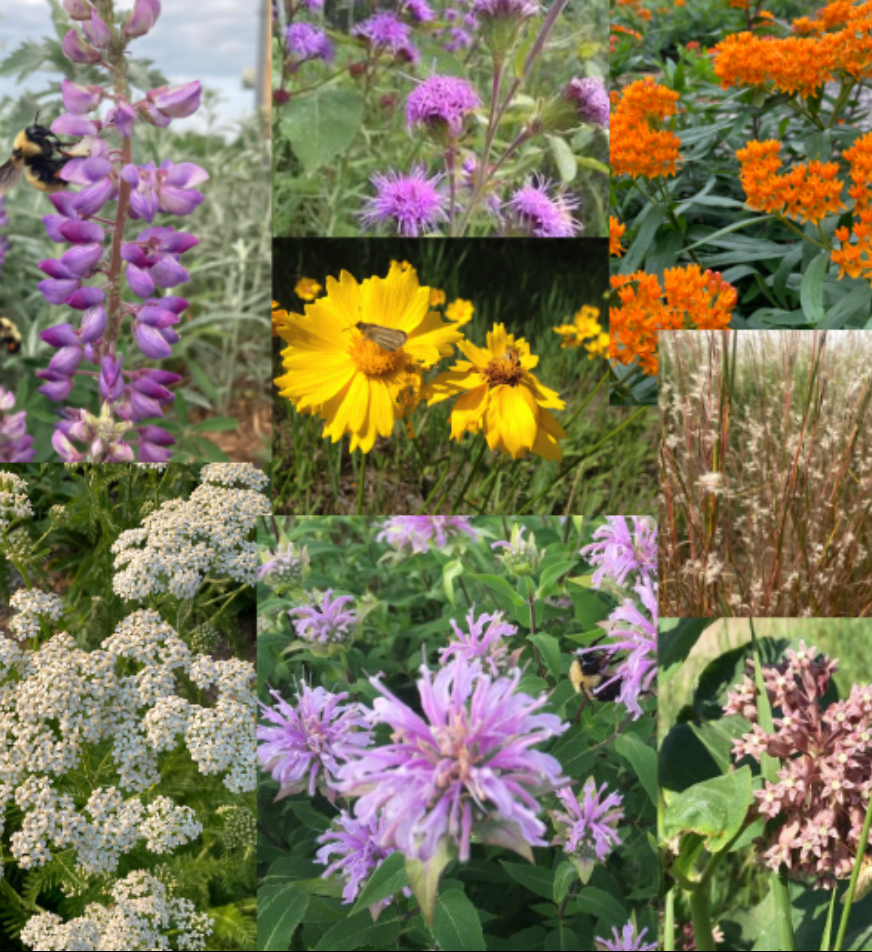 Butterfly Garden Kit