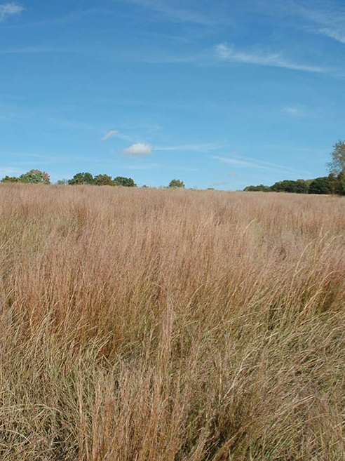 Little Bluestem - Seed