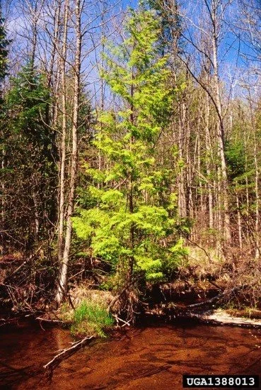 White Cedar Transplants