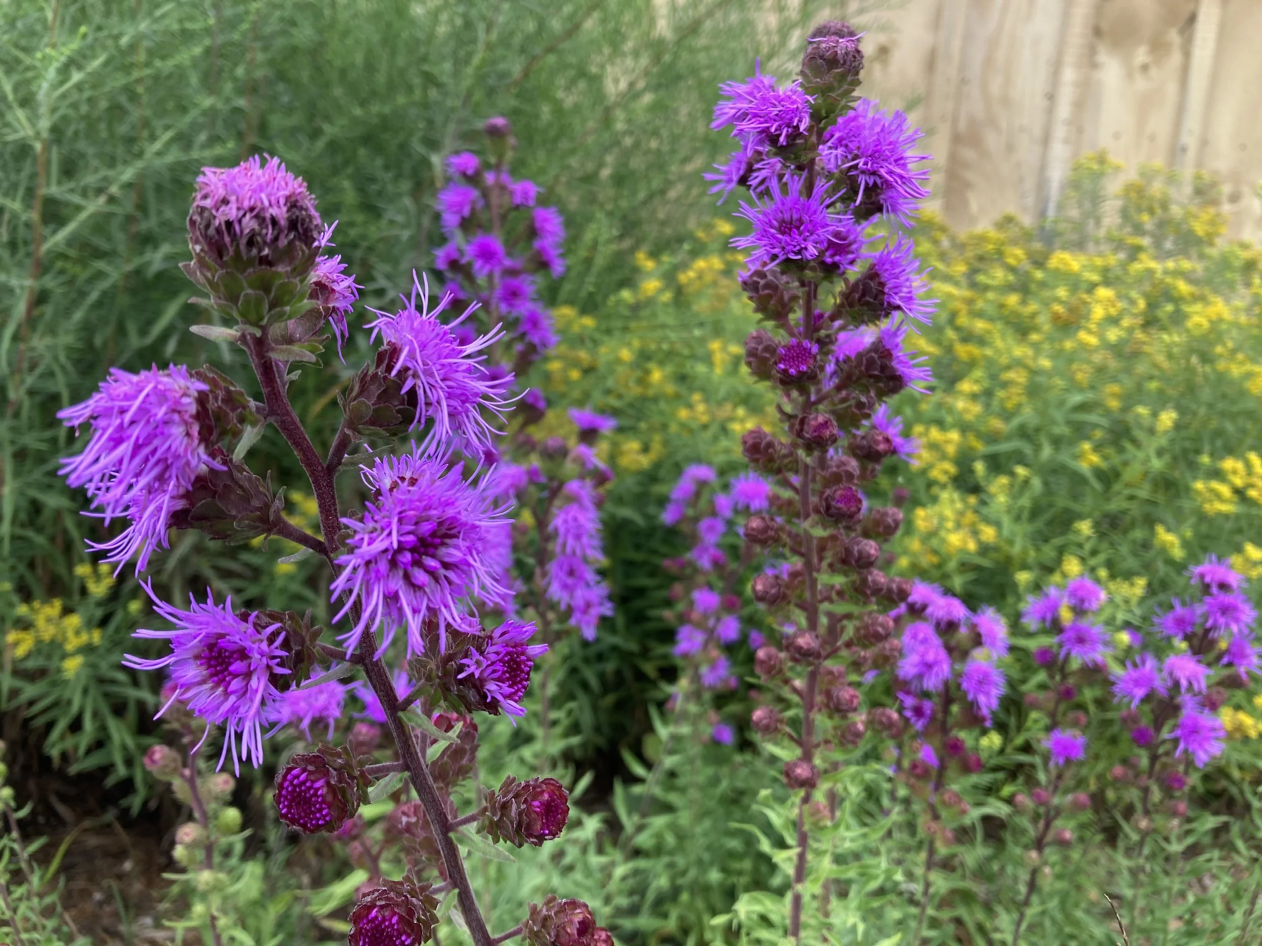 Rough Blazing Star