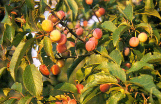 American Plum