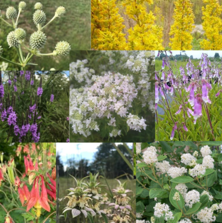 Pollinator.png