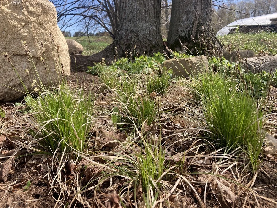 Penn Sedge - Plant