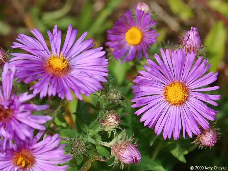 New England Aster
