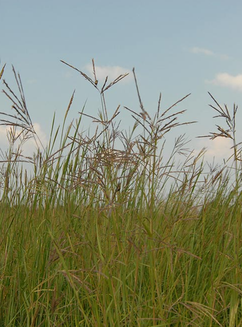 Big Bluestem.png