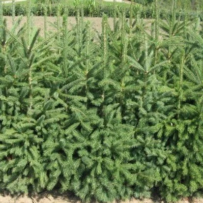 Black Hills Spruce Transplants