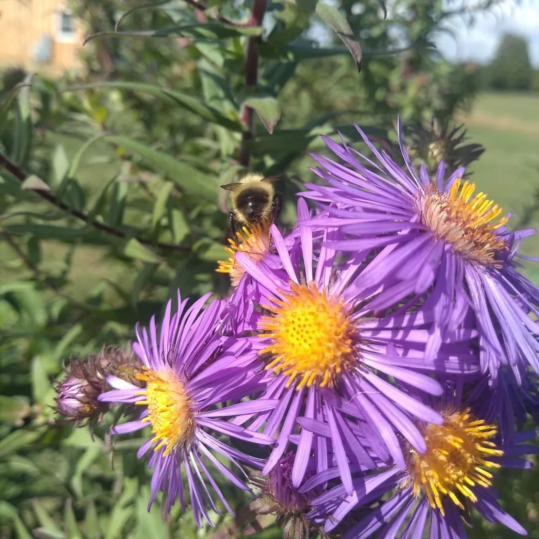 Symphyotrichum_novae-angliae.jpg