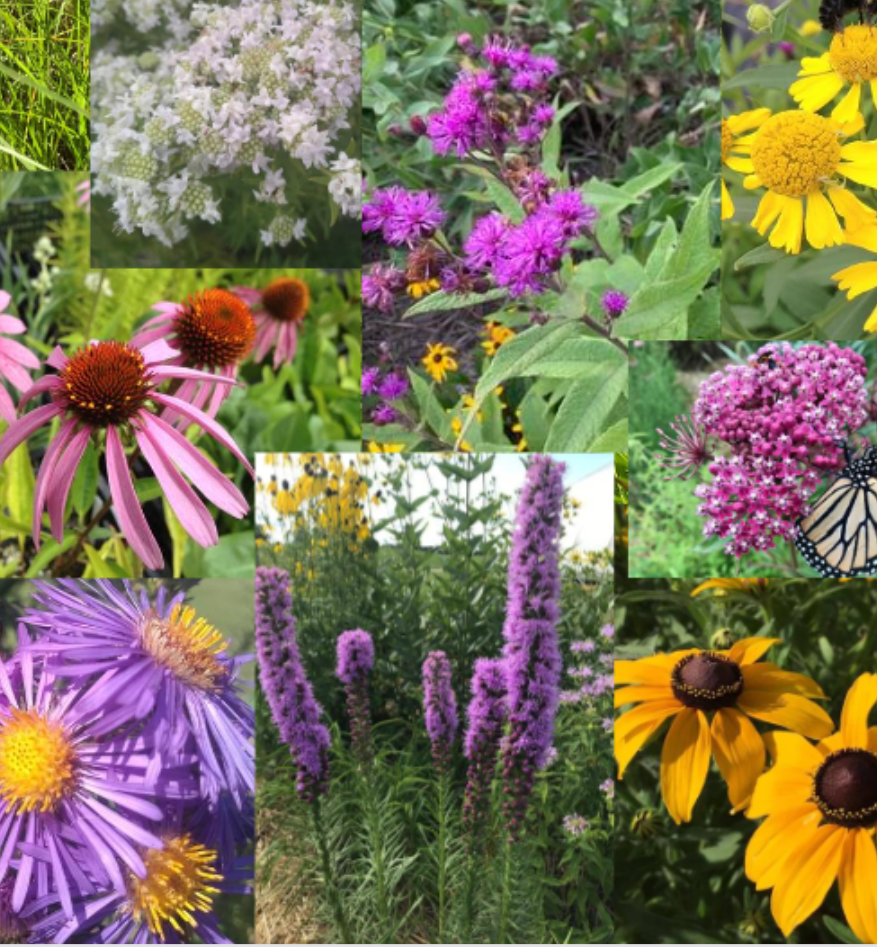 Rain Garden Kit