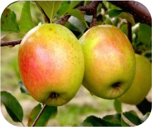 Apple - Gold Rush