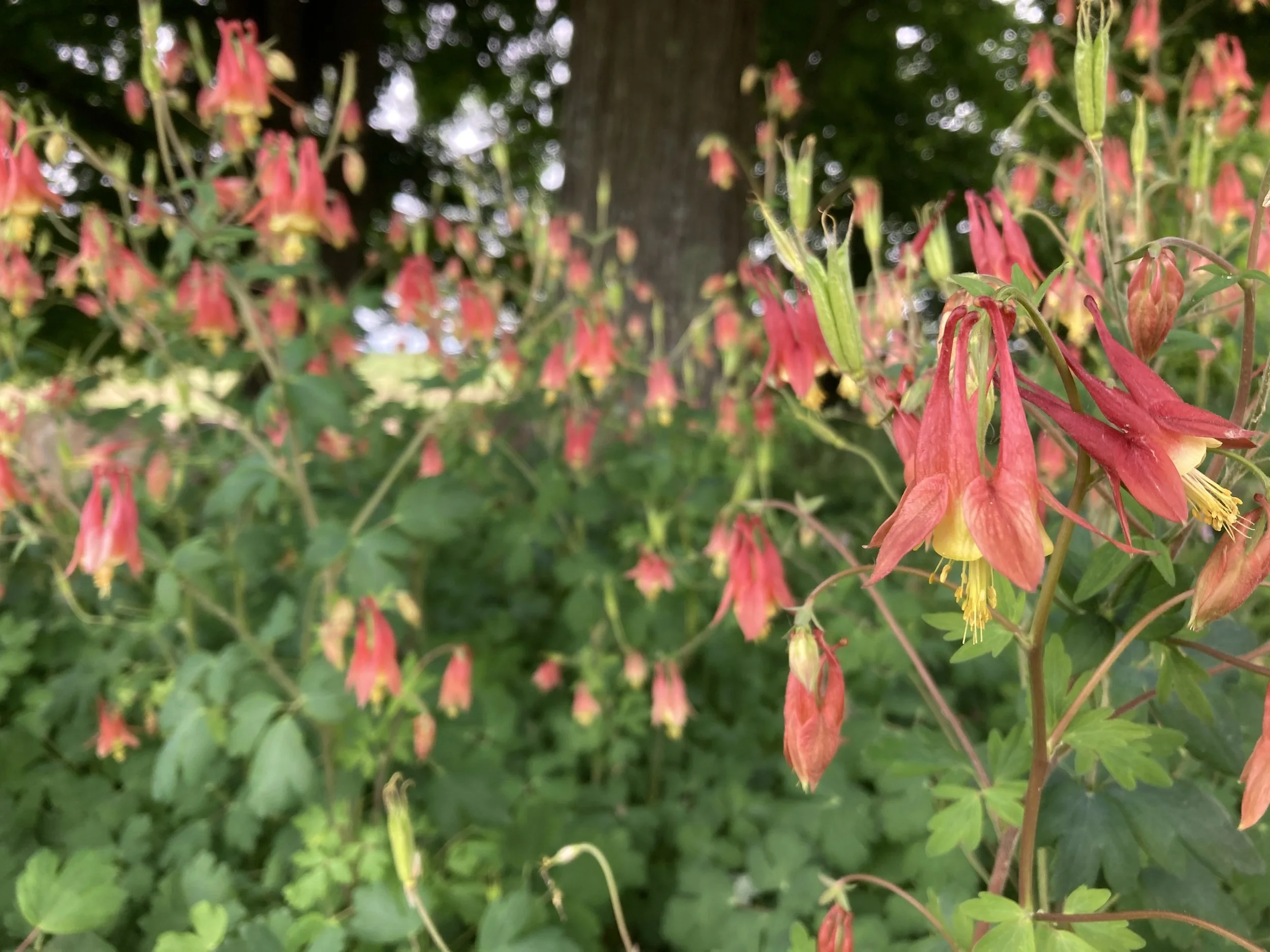 Aquilegia_canadensis1.JPG
