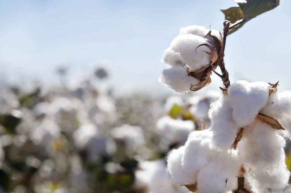 Pima Cotton Explained: What Makes It the World's Finest Cotton