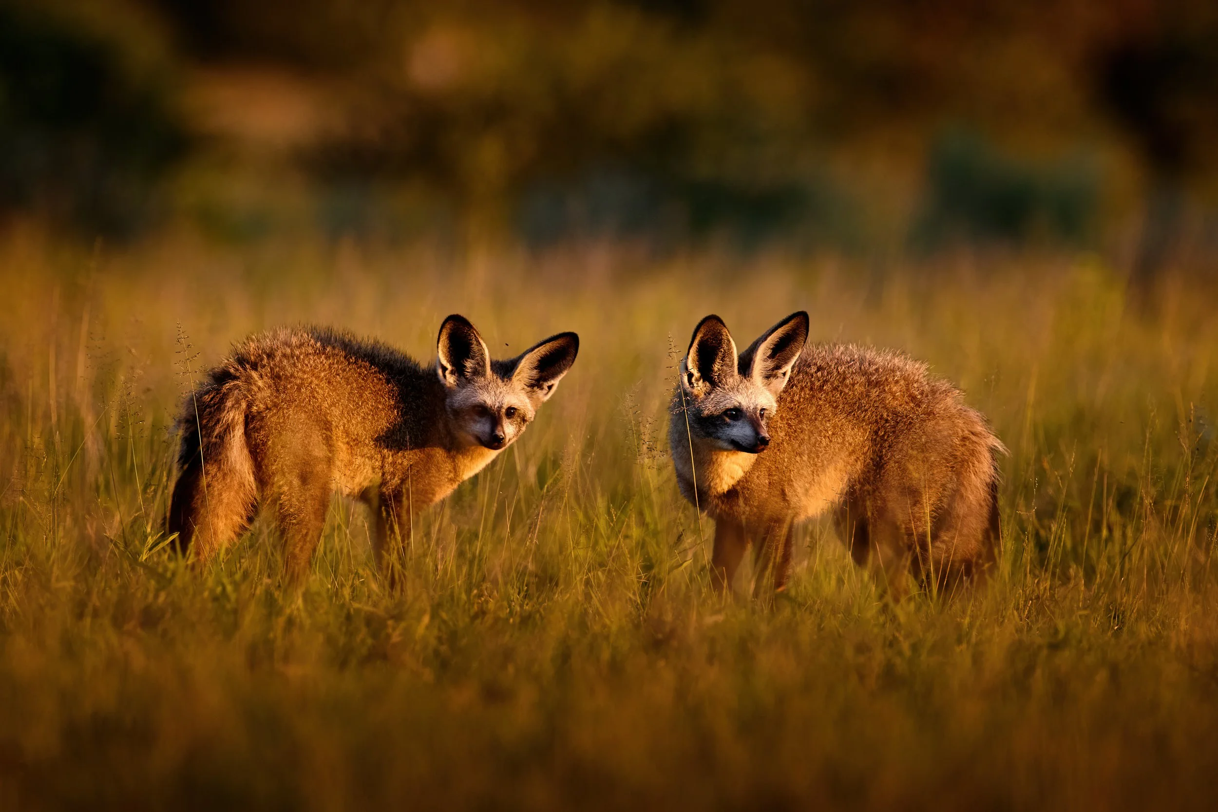 iStock-2254190844.jpg