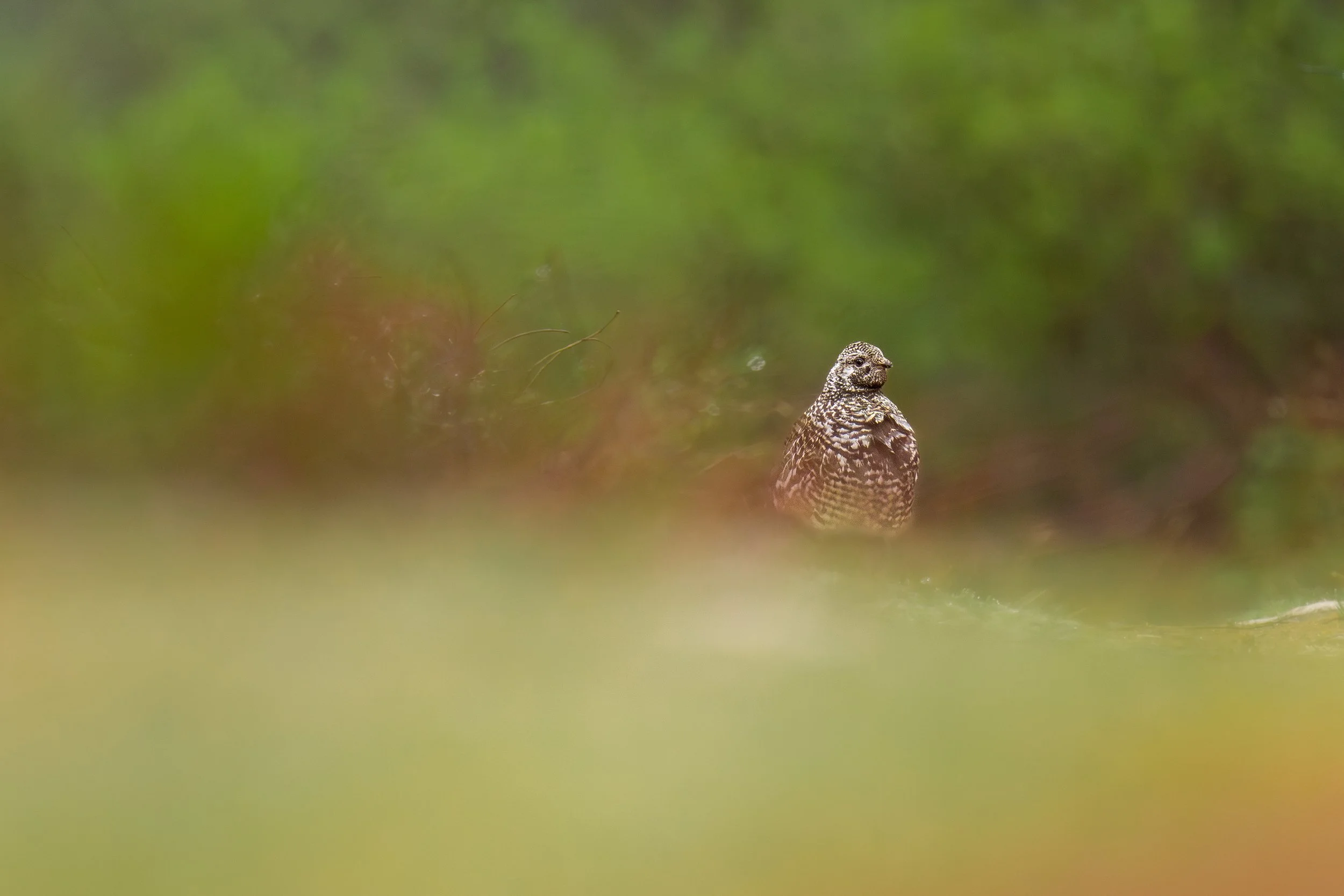 Spruce Grouse in Forest-2.jpg