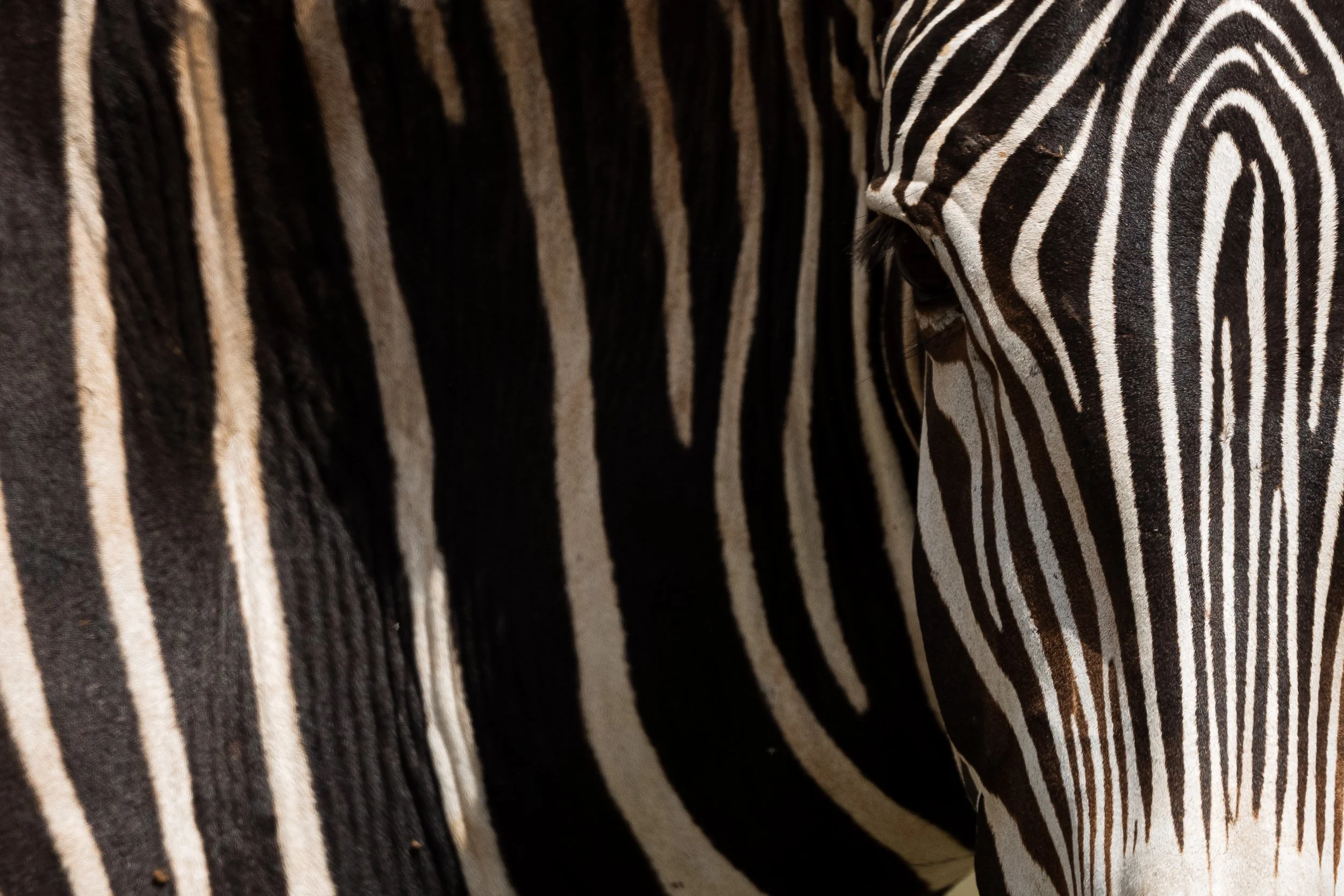 iStock-1208659419.jpg