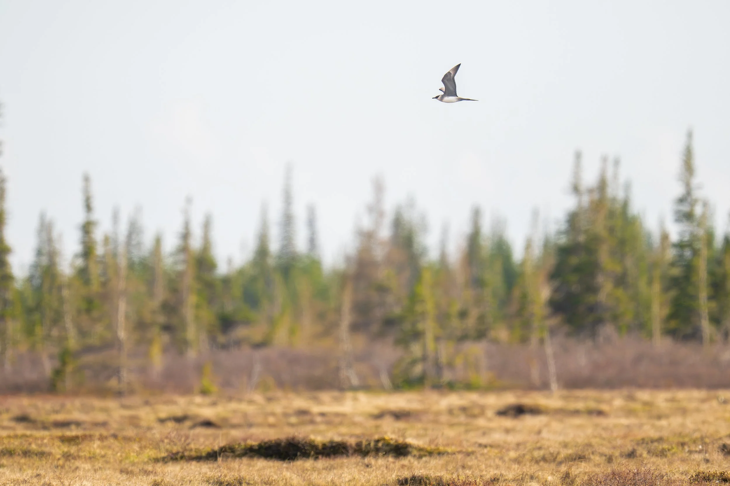 Parasitic Jaeger-0235.jpg