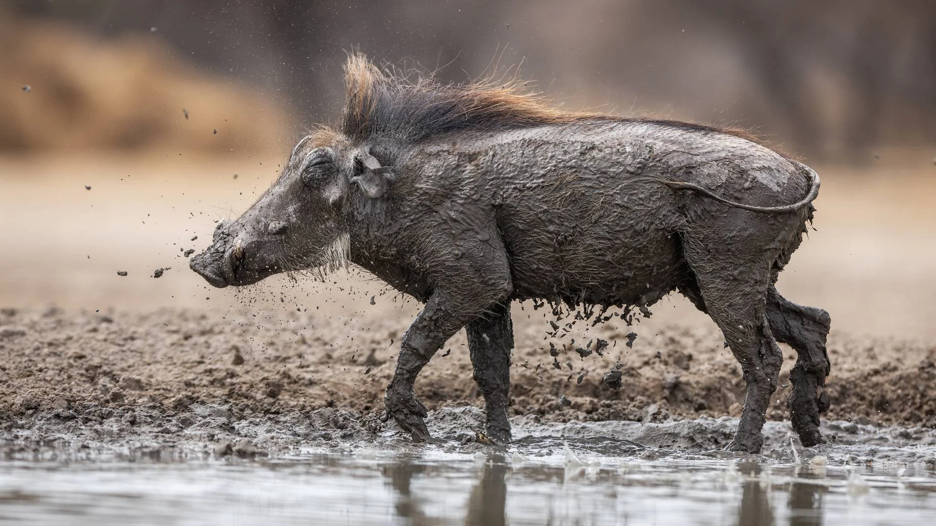 Sabine_Stols_Warthog_Mud_Bath.jpg