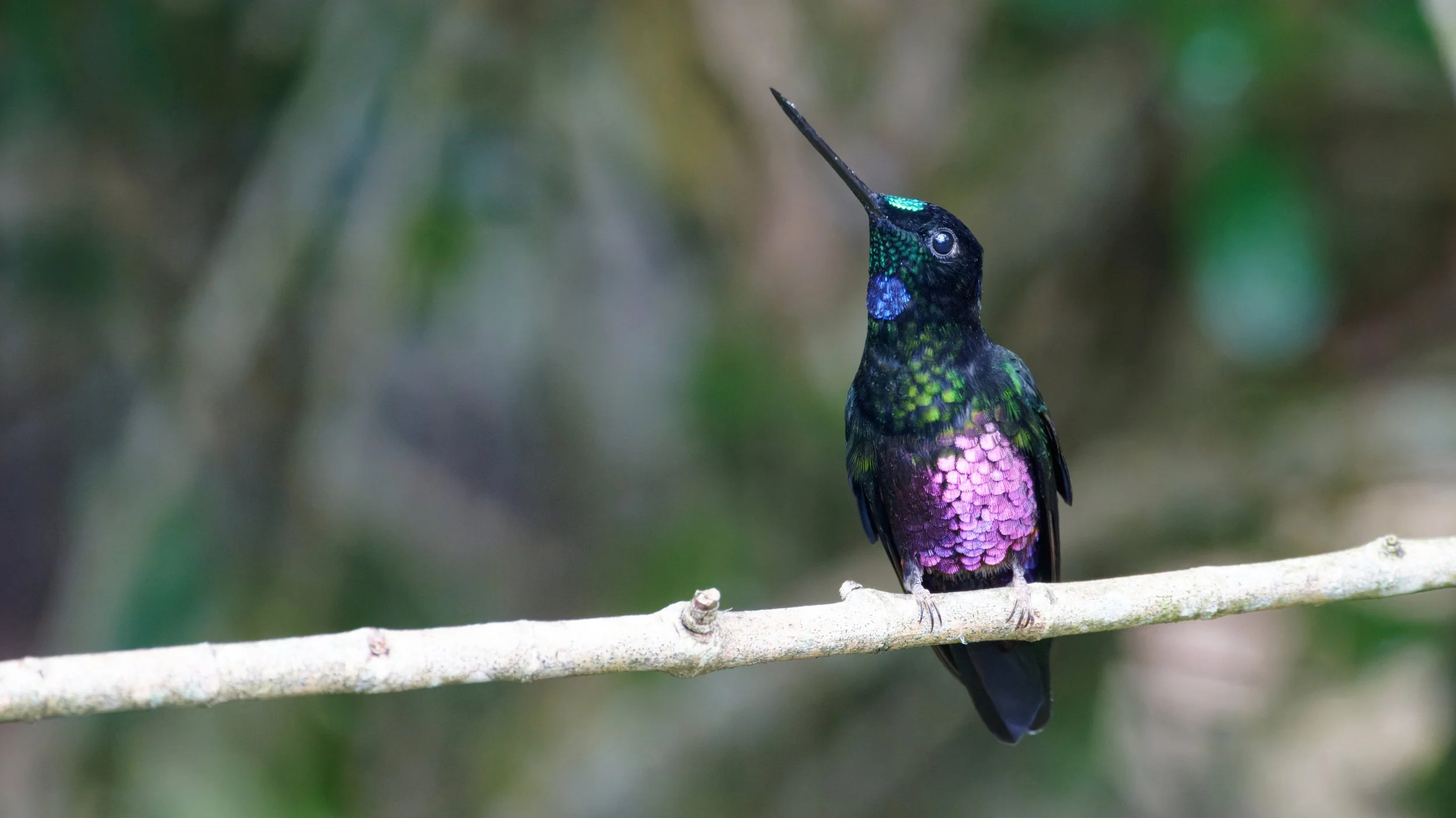 Blue-throated Starfrontlet (Coeligena helianthea).jpg