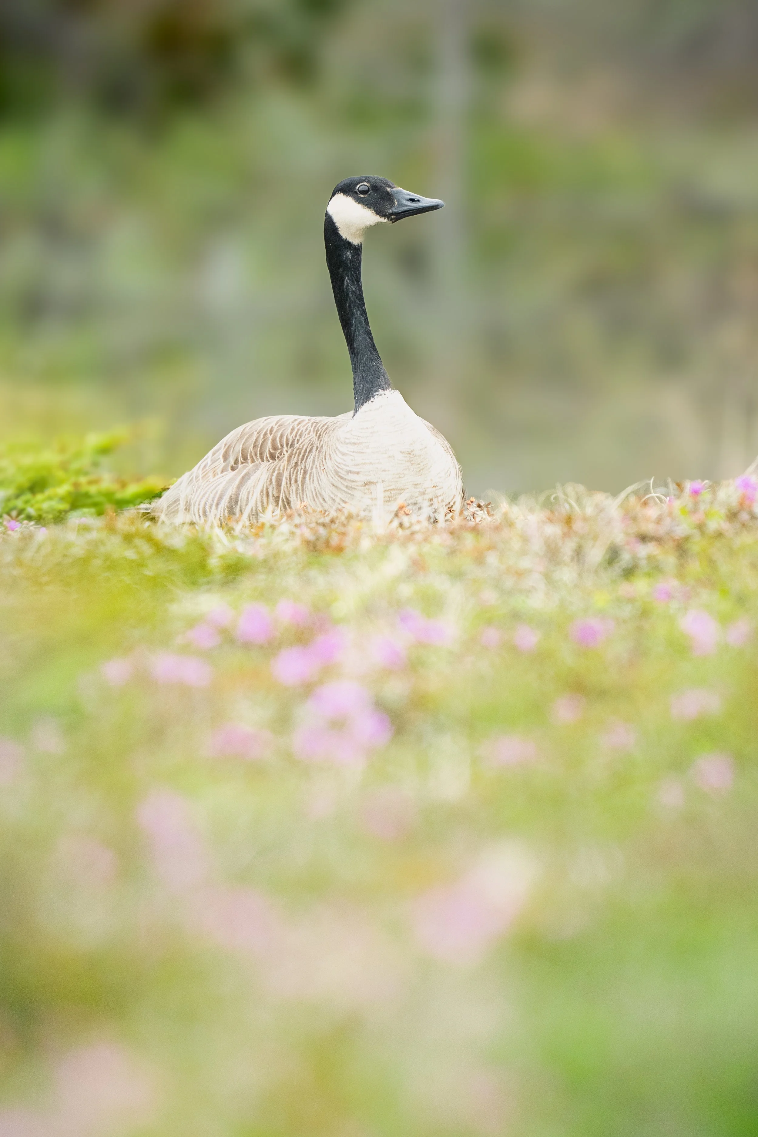 Canada Goose on Tundra-2.jpg