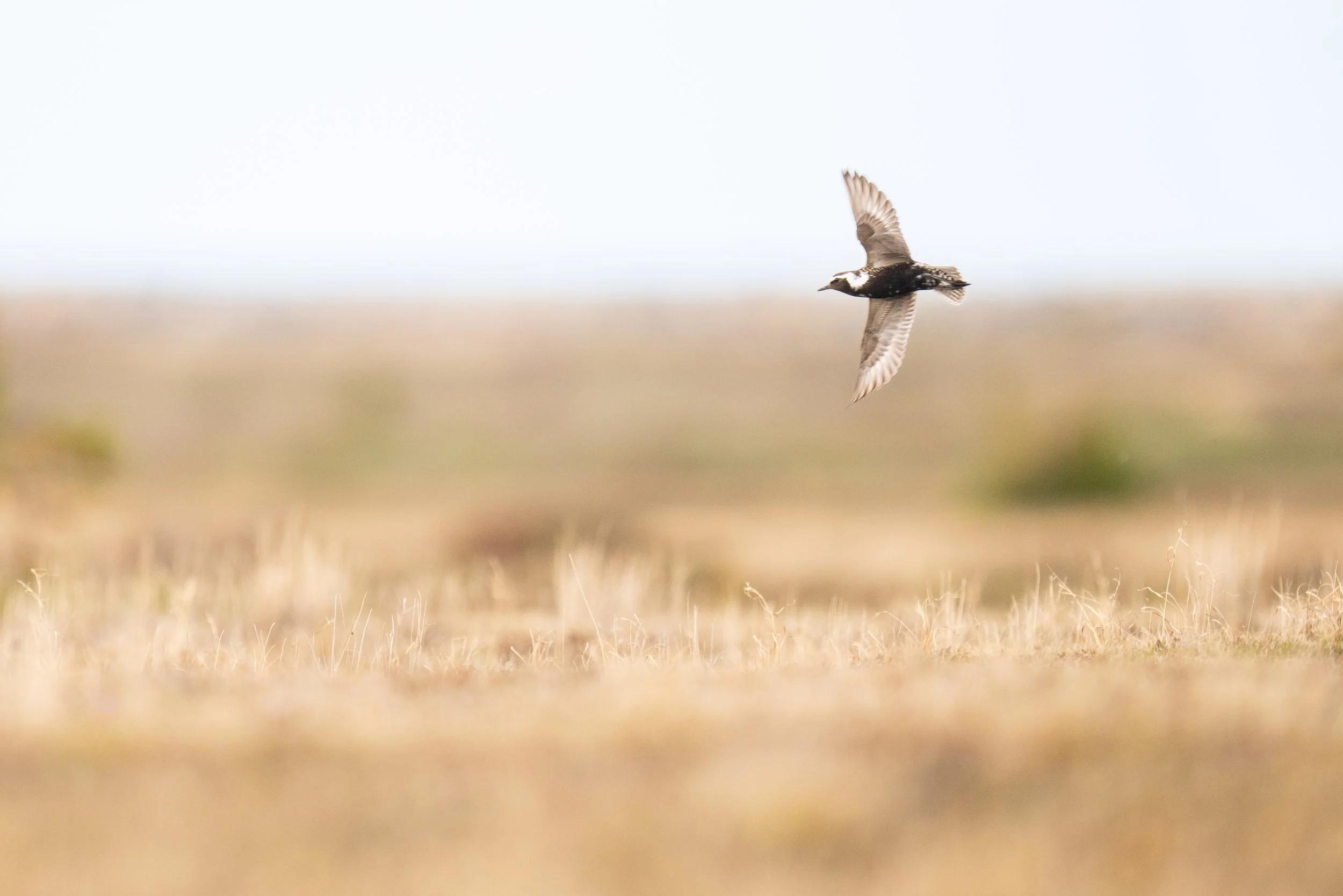 American Golden Plover in flight-7031.jpg