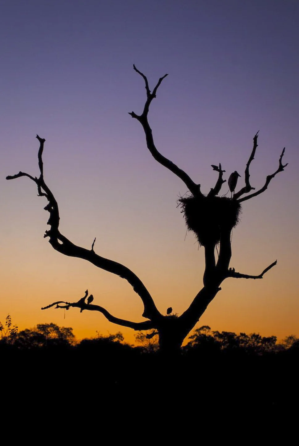 Jabiru Nest-870592582.jpg