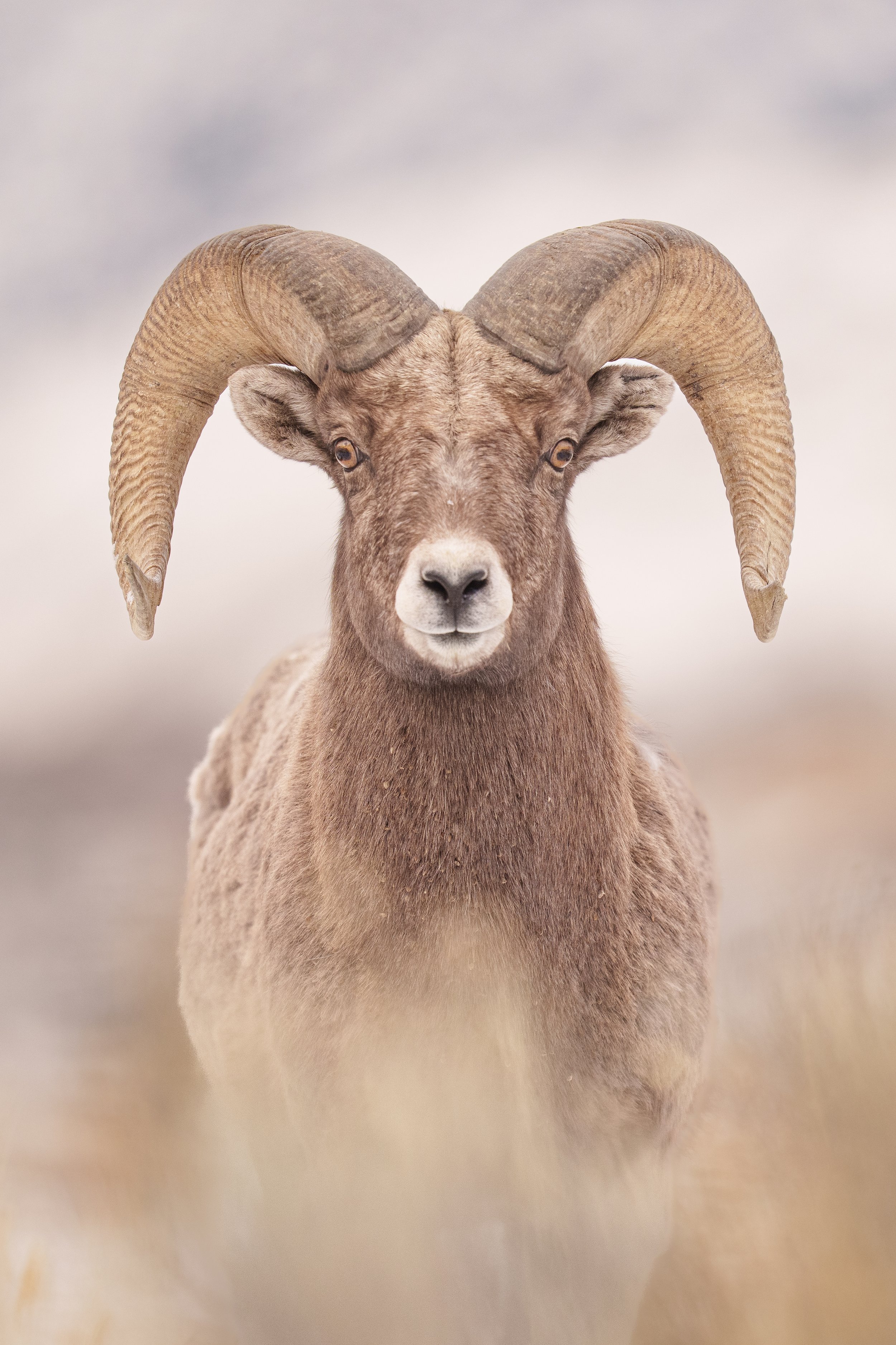 Bighorn Ram Vertical Tight Portrait-13390.jpg