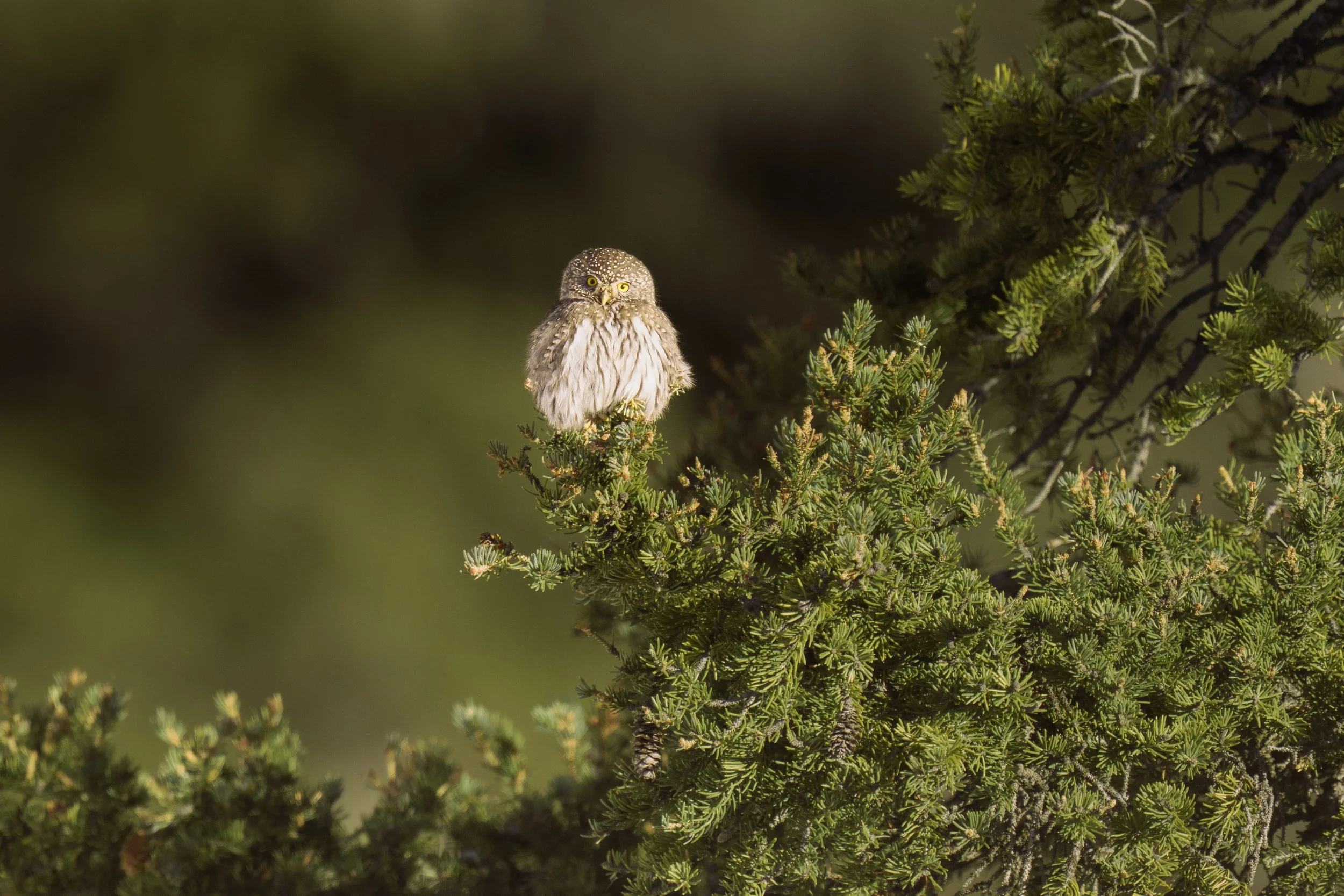 Northern pygmy Owl-251481.jpg
