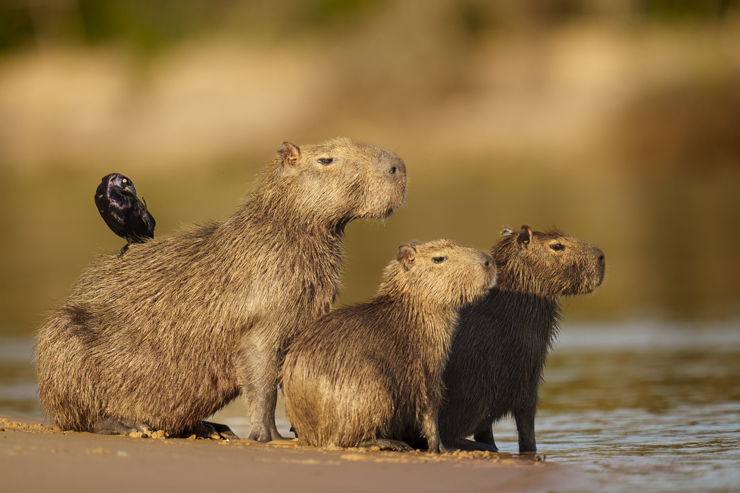 Capybara Fam-19855.jpg