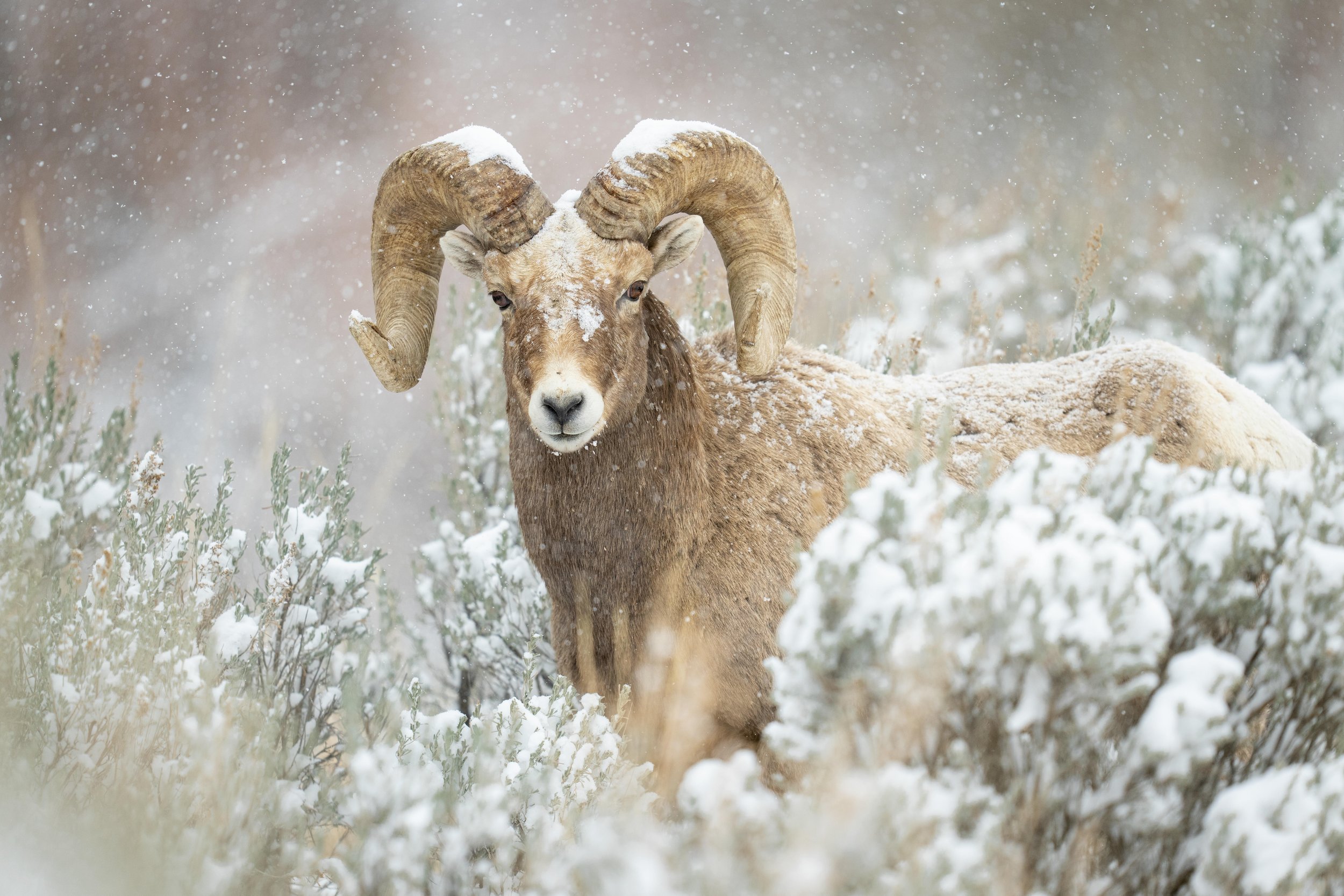 Bighorn Sheep Ram in the Sage in Winter-0499.jpg